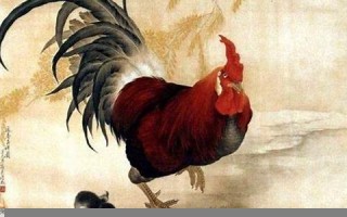 2023年属鸡人的全年运势(属鸡人2023年运势)